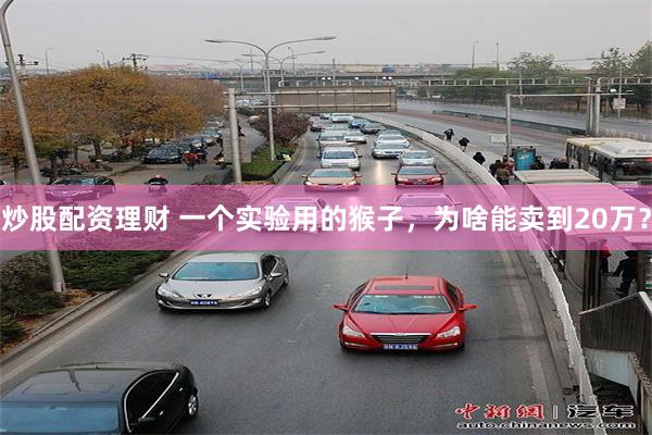 炒股配资理财 一个实验用的猴子,为啥能卖到20万?