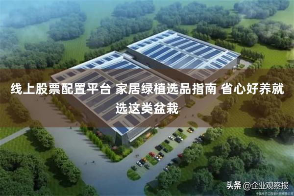 线上股票配置平台 家居绿植选品指南 省心好养就选这类盆栽
